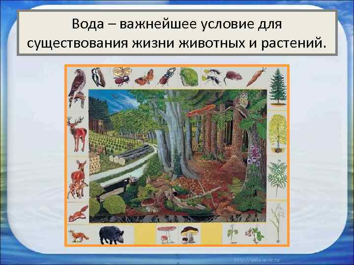 Вода – важнейшее условие для существования жизни животных и растений. 