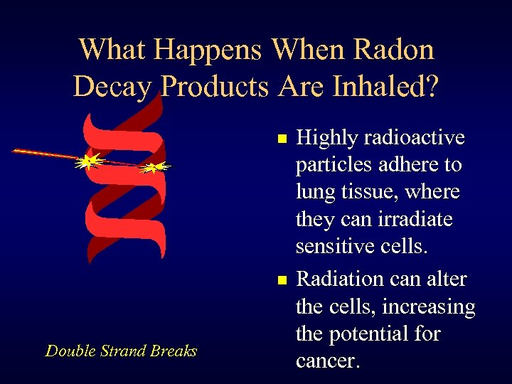 What Happens When Radon Decay Products Are Inhaled? n n Double Strand Breaks Highly