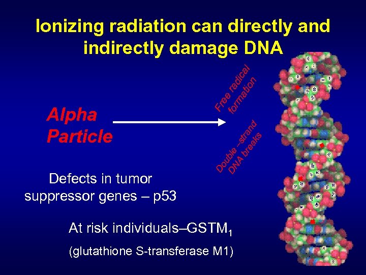 Alpha Particle Defects in tumor suppressor genes – p 53 Fr Do ee ub