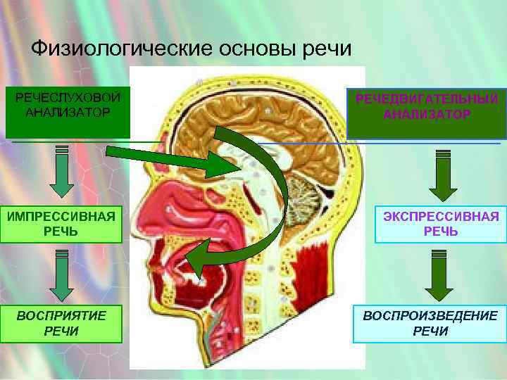 Основы речи. Физиологические основы речи. Физиологические основы речевой деятельности. Строение и функции речевого анализатора.