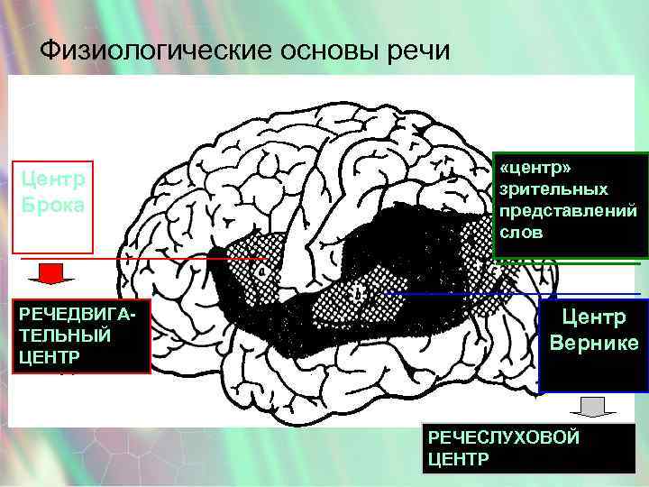 Психофизиология речи