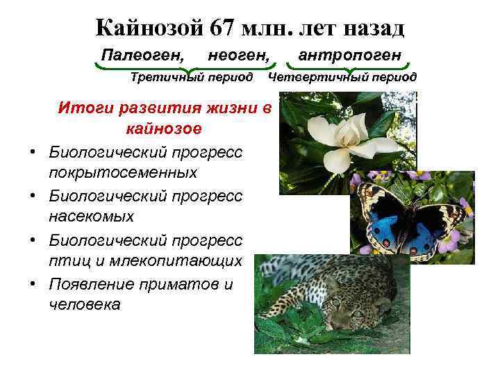 Кайнозой 67 млн. лет назад Палеоген, неоген, Третичный период • • антропоген Четвертичный период