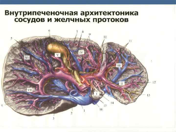 Рак печени картинки