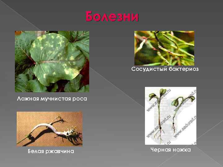 Болезни Сосудистый бактериоз Ложная мучнистая роса Белая ржавчина Черная ножка 
