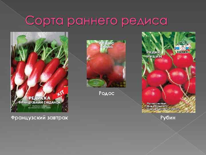 Сорта раннего редиса Родос Французский завтрак Рубин 