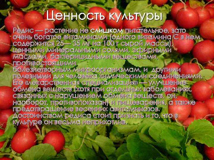 Ценность культуры Редис — растение не слишком питательное, зато очень богатое витаминами (одного витамина