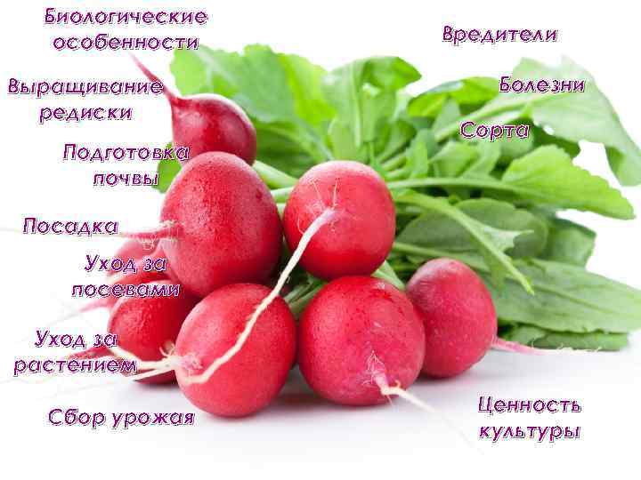Биологические особенности Выращивание редиски Подготовка почвы Вредители Болезни Сорта Посадка Уход за посевами Уход