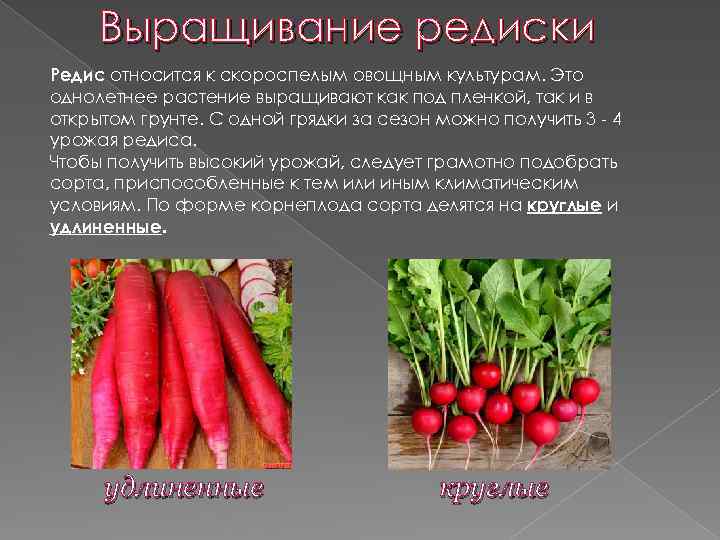 Выращивание редиски Редис относится к скороспелым овощным культурам. Это однолетнее растение выращивают как под