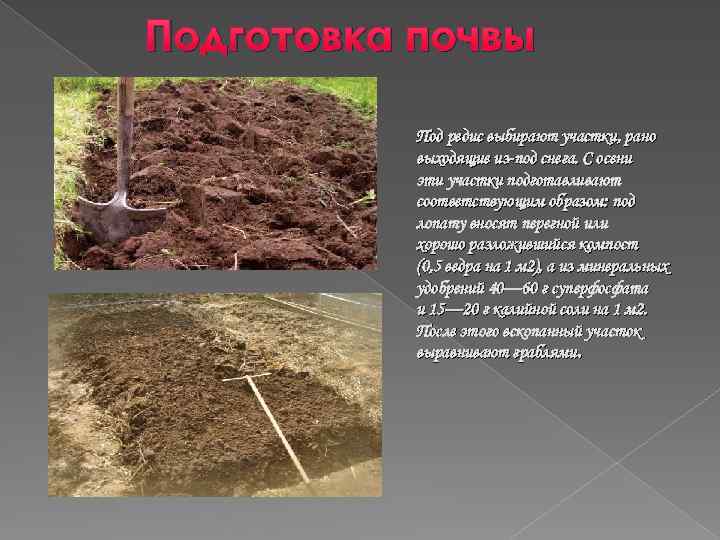 Подготовка почвы Под редис выбирают участки, рано выходящие из-под снега. С осени эти участки