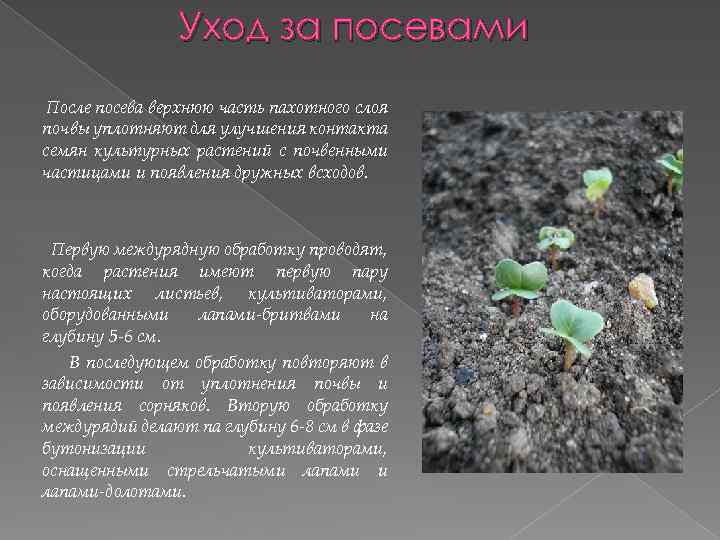 Уход за посевами После посева верхнюю часть пахотного слоя почвы уплотняют для улучшения контакта