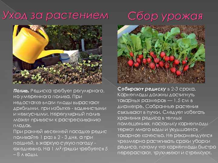 Уход за растением Полив. Редиска требует регулярного, но умеренного полива. При недостатке влаги плоды