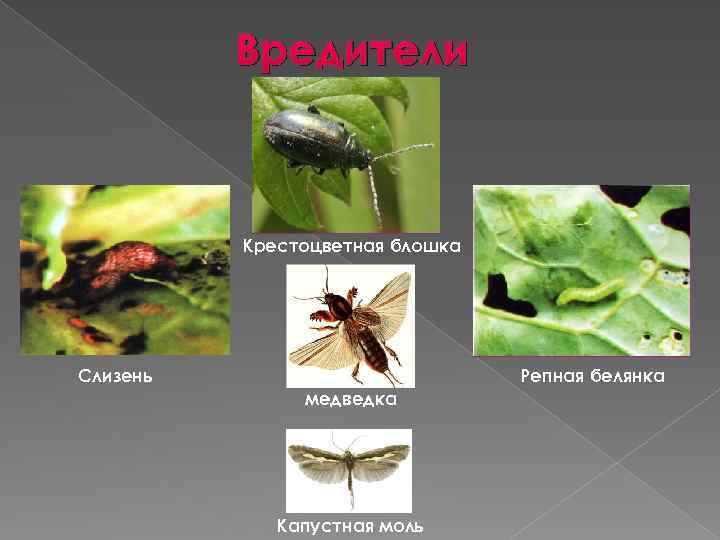 Вредители Крестоцветная блошка Слизень Репная белянка медведка Капустная моль 