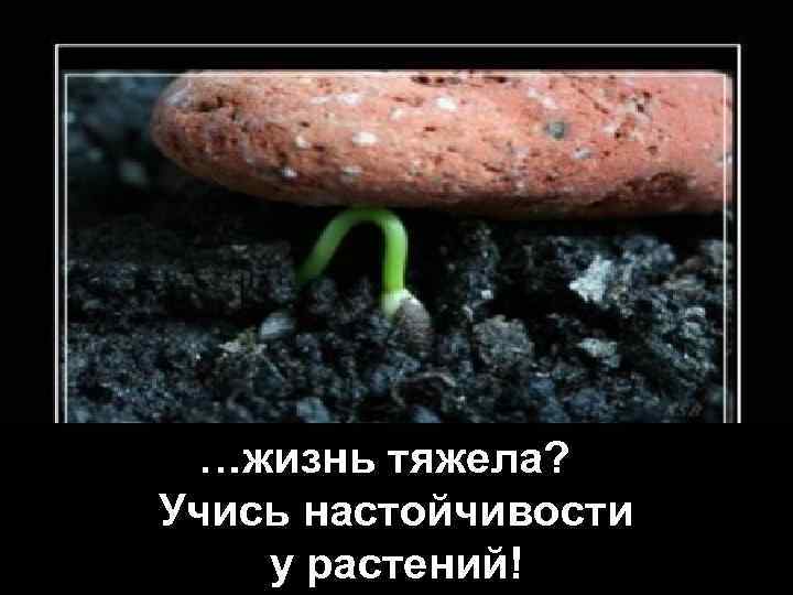 …жизнь тяжела? Учись настойчивости у растений! 
