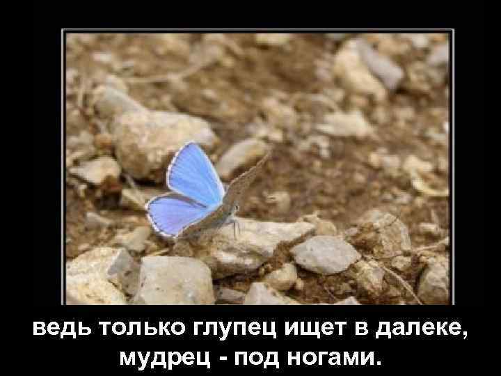 ведь только глупец ищет в далеке, мудрец - под ногами. 