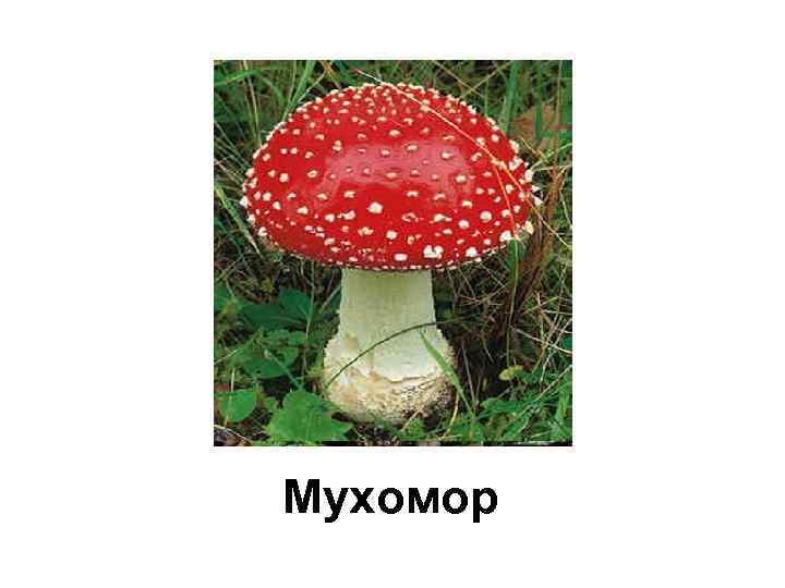 Мухомор Белый гриб 