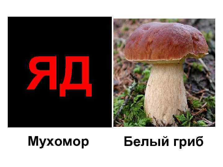 ЯД Мухомор Белый гриб 