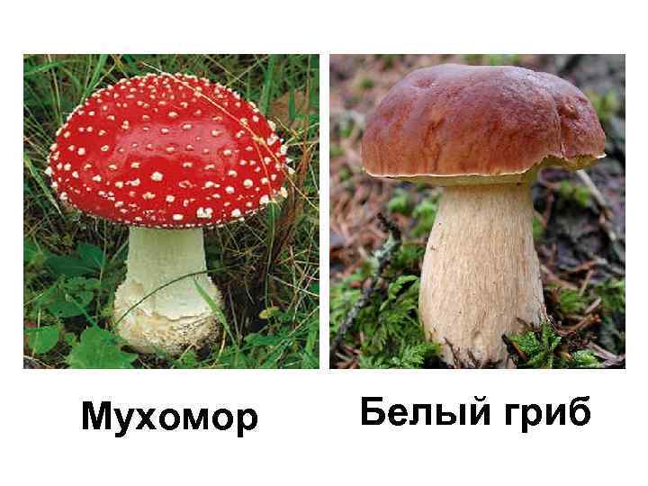Мухомор Белый гриб 