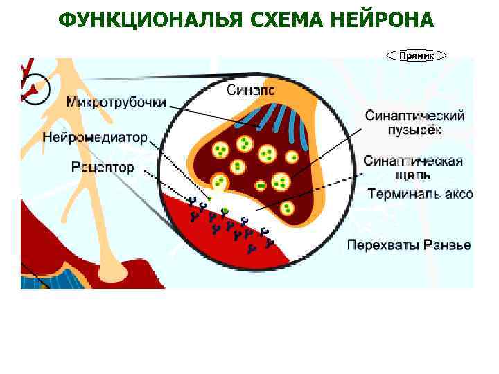 ФУНКЦИОНАЛЬЯ СХЕМА НЕЙРОНА Пряник 