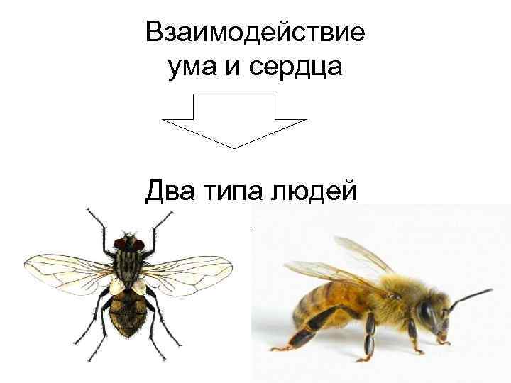 План муха