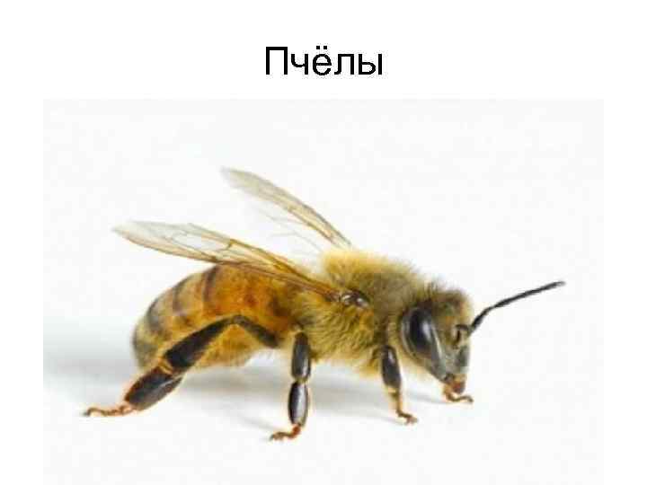 Пчёлы 