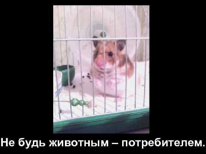 Не будь животным – потребителем. 