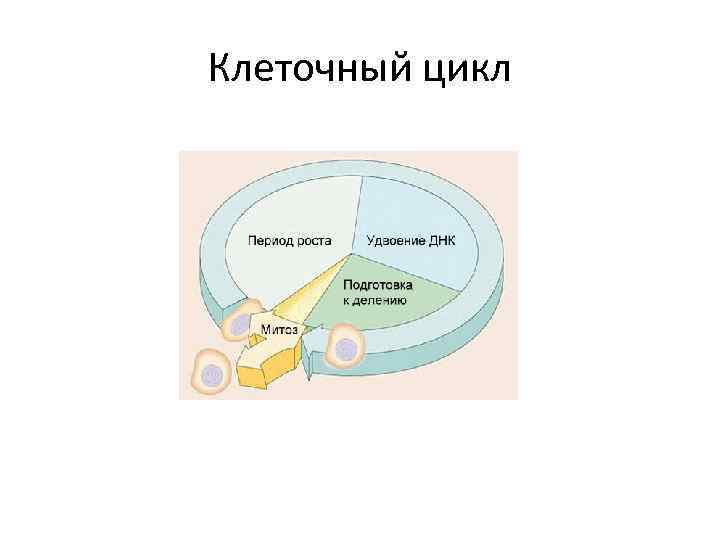 Клеточный цикл 