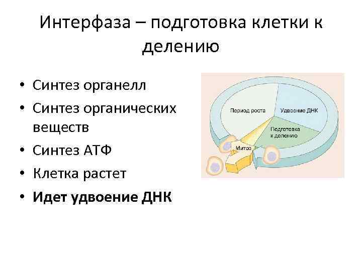 Интерфаза процессы. Интерфаза подготовка клетки к делению. Этап подготовки клетки к делению. Интерфаза подготовка клетки. Интерфаза Синтез.