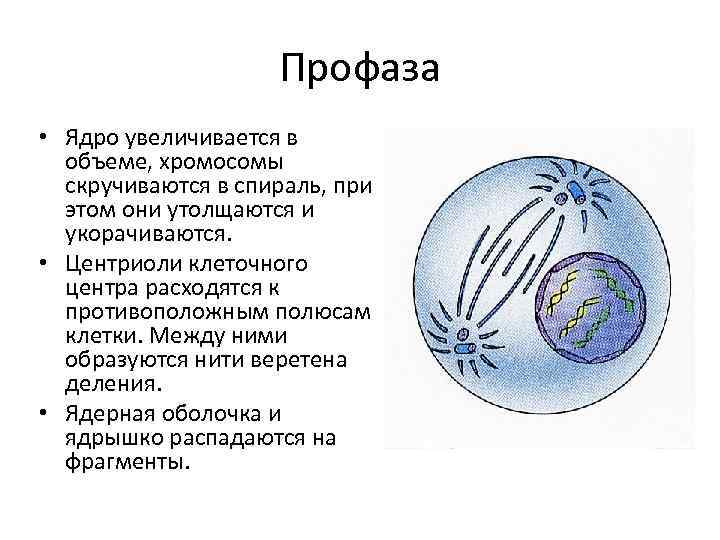 Увеличение ядра. Центриоли в профазе. Ядро в профазе. Профаза клетки. Профаза деления клетки.