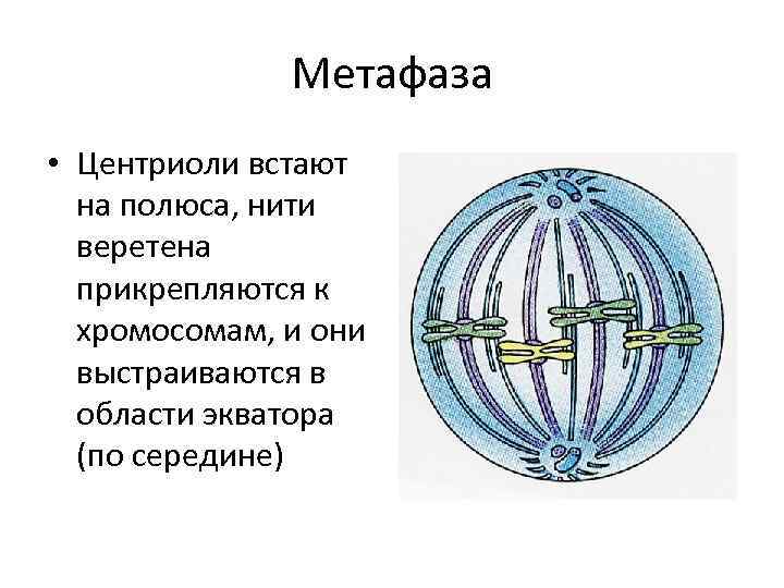 Полюса веретена деления