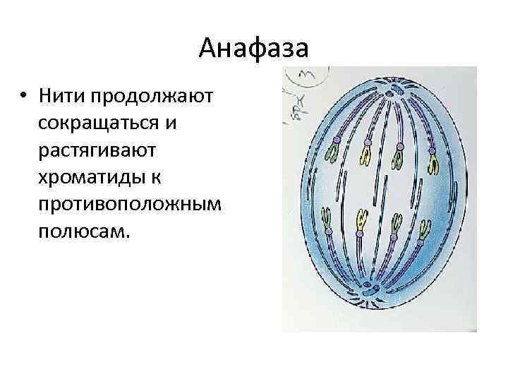 Анафаза • Нити продолжают сокращаться и растягивают хроматиды к противоположным полюсам. 