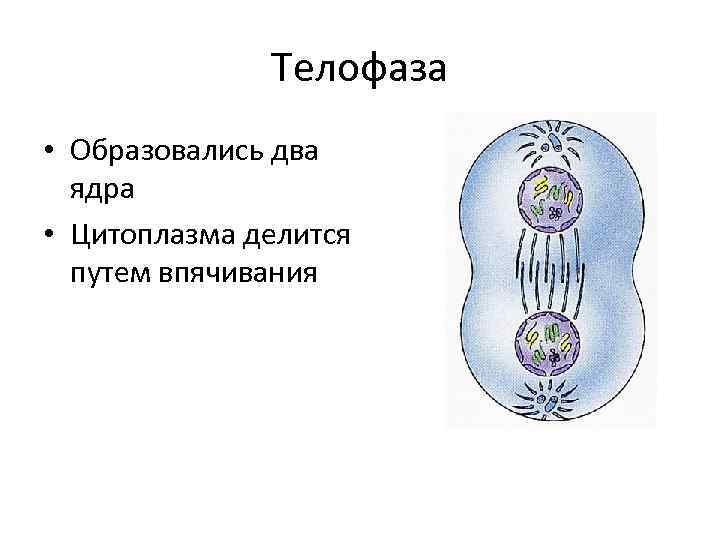 Телофаза • Образовались два ядра • Цитоплазма делится путем впячивания 