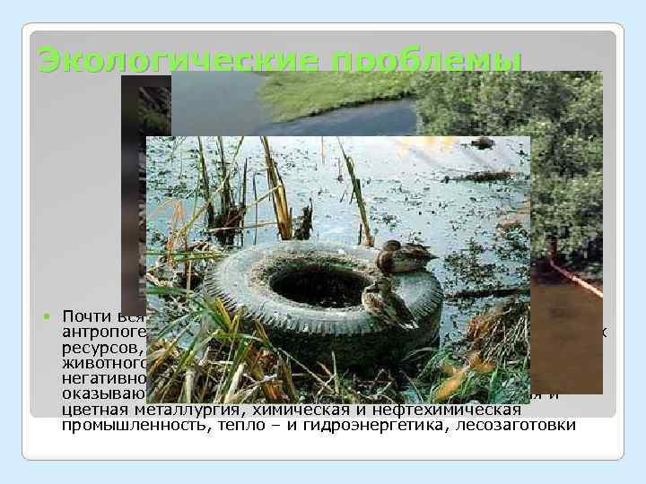 Экологические проблемы Почти вся территория Урала подвержена мощной антропогенной нагрузке. Это приводит к истощению