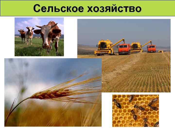 Сельское хозяйство 