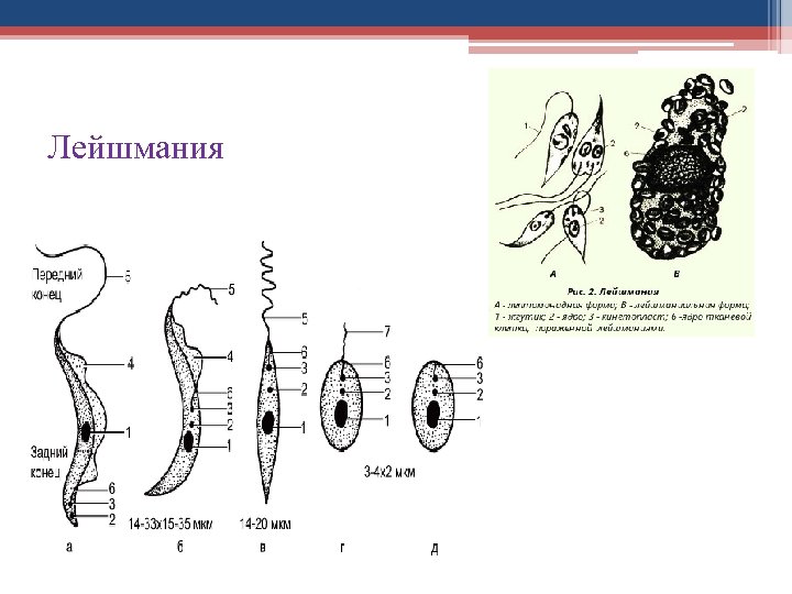 Лейшмания строение рисунок