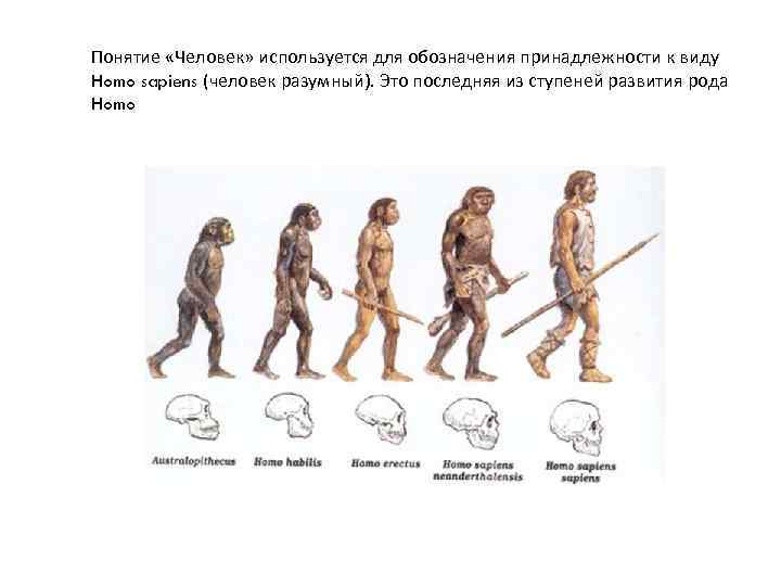 Понятие «Человек» используется для обозначения принадлежности к виду Homo sapiens (человек разумный). Это последняя