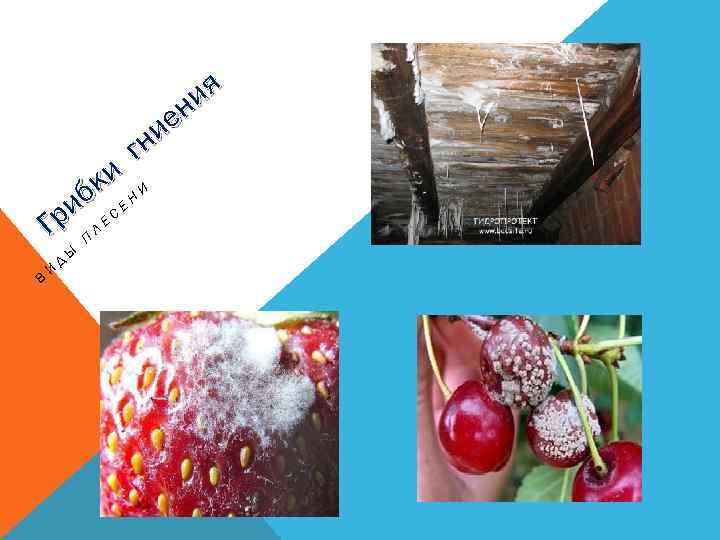 ия ен ни г ки Н И иб Е С Е Гр П Л