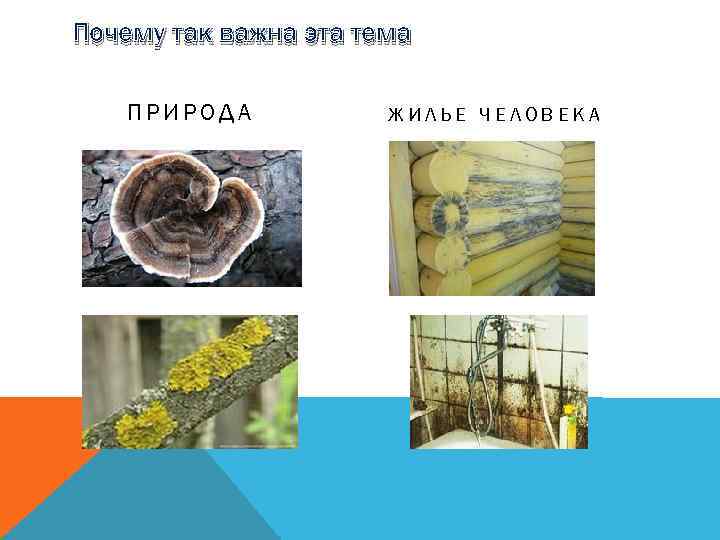 Почему так важна эта тема ПРИРОДА ЖИЛЬЕ ЧЕЛОВЕКА 