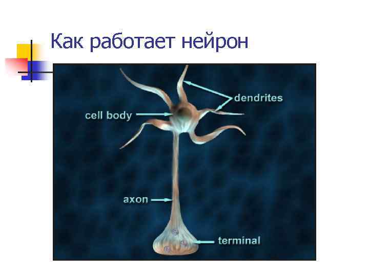 Как работает нейрон 