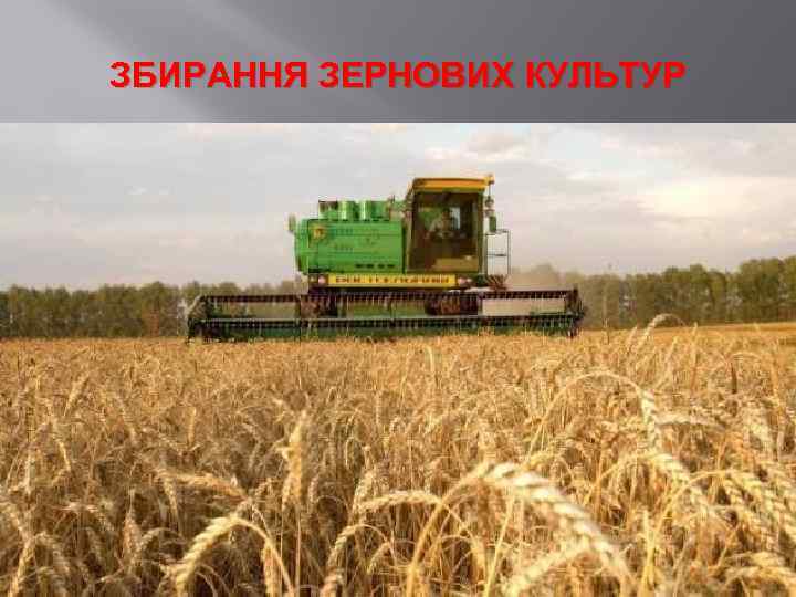 ЗБИРАННЯ ЗЕРНОВИХ КУЛЬТУР 