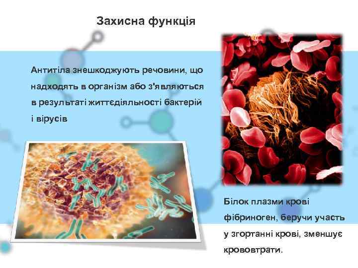 Захисна функція Антитіла знешкоджують речовини, що надходять в організм або з'являються в результаті життєдіяльності