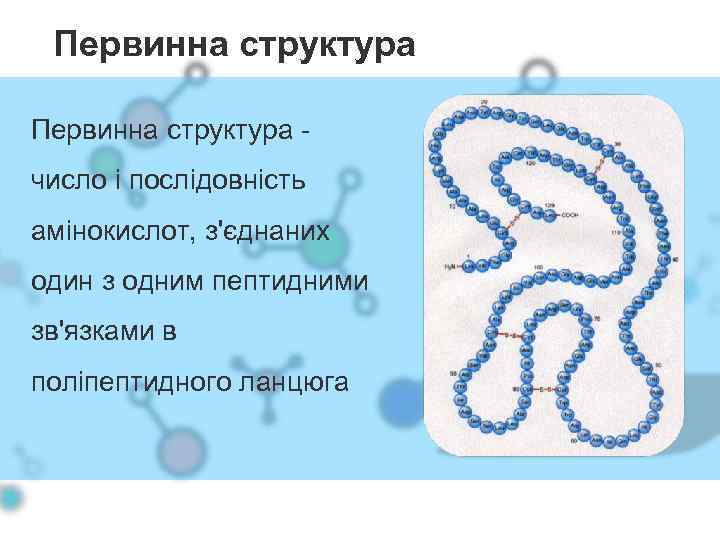 Первинна структура число і послідовність амінокислот, з'єднаних один з одним пептидними зв'язками в поліпептидного