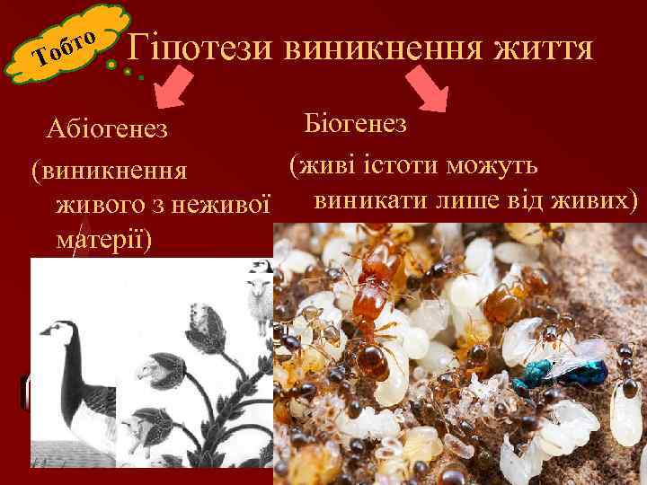 бто То Гіпотези виникнення життя Біогенез Абіогенез (живі істоти можуть (виникнення виникати лише від