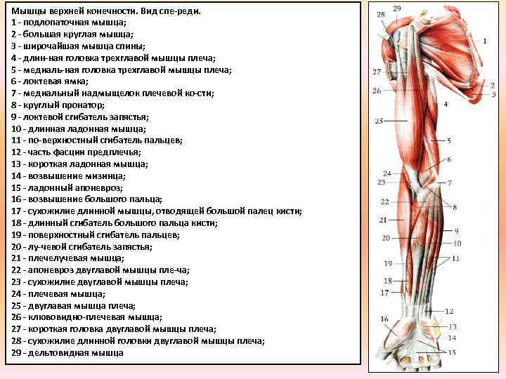 Презентация мышцы верхних конечностей