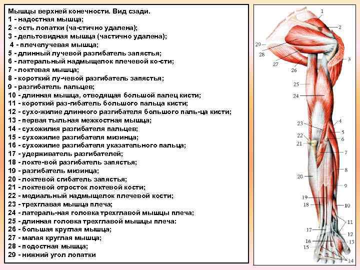 Мышцы руки анатомия картинки с подписями