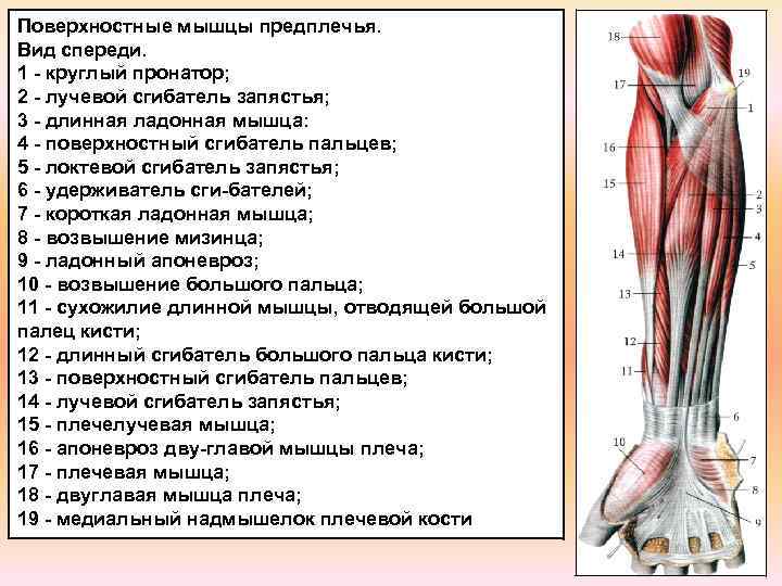 Группы предплечья. Мышцы предплечья передняя группа поверхностный слой. Поверхностные мышцы предплечья сгибатели. Мышцы предплечья анатомия передняя группа. Мышцы пронаторы верхней конечности.