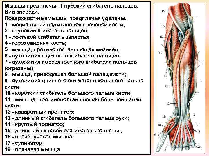 Мышцы предплечья. Глубокий сгибатель пальцев. Вид спереди. Поверхност ныемышцы предплечья удалены. 1 медиальный надмыщелок