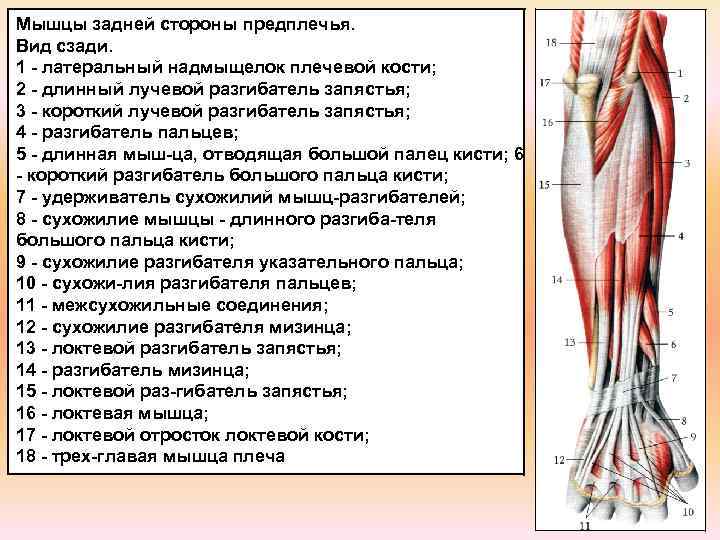 Локтевое предплечье. Задние мышцы предплечья анатомия. Мышцы предплечья правого вид спереди. Мышцы разгибатели предплечья. Мышцы предплечья анатомия вид сзади.