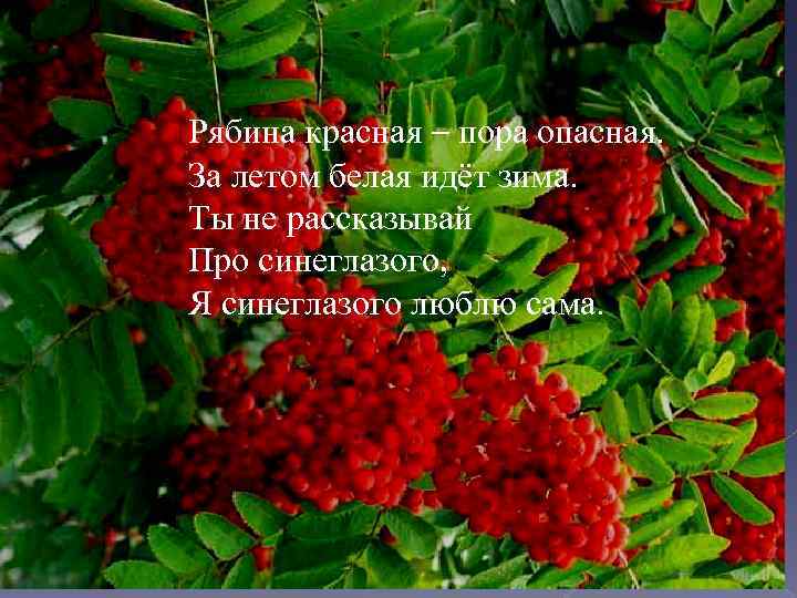 Рябина красная – пора опасная. За летом белая идёт зима. Ты не рассказывай Про