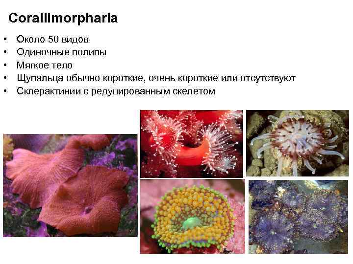 Питание коралловых полипов. Систематика коралловых полипов. Коралловые полипы оплодотворение. Коралловые полипы виды систематика.