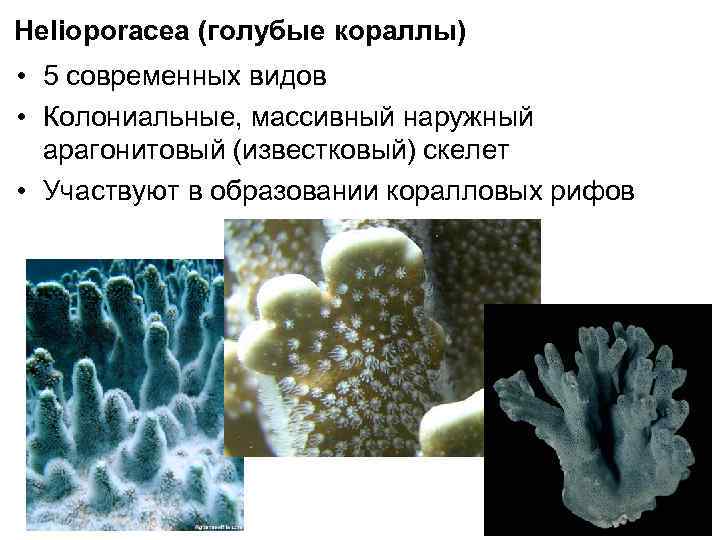 Известковый скелет коралловых полипов. Колониальные коралловые полипы строение. Коралловые полипы голубой коралл. Известковый скелет.